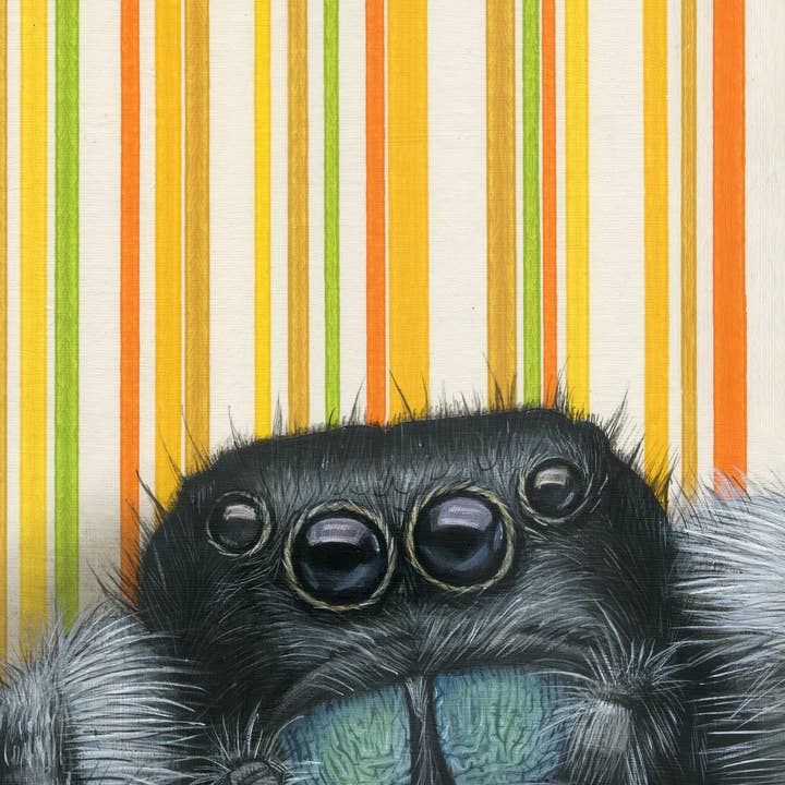Emily Uchytil - Wholesale Art Print - Jumping Spider - Fine Art Print - Insect Illustration2