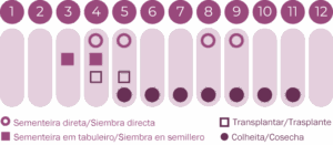 Geocakes – Engroshandel Plantefrø – Cosmos frøblanding - BioLogico2