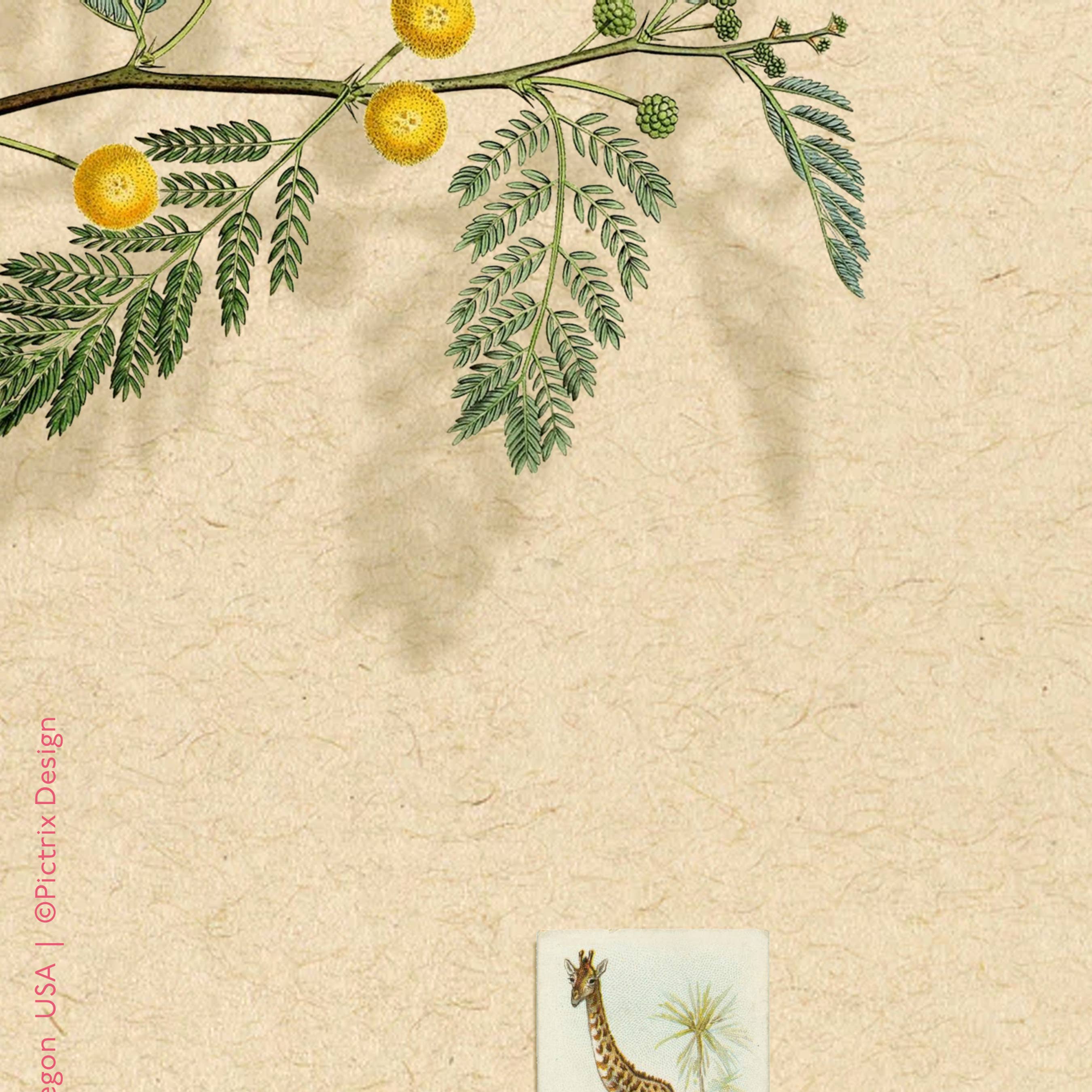 Pictrix Design - Wholesale Everyday Greeting Card - “Hi. (giraffe)" A2 greeting card6