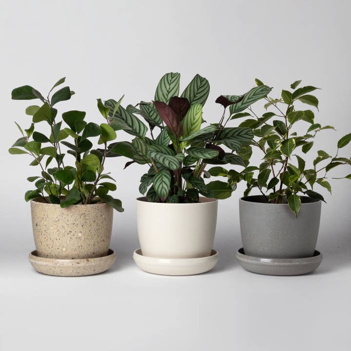 Kanso Designs - Wholesale Plant pot - Three Set | Mini Planters Harmony Set6