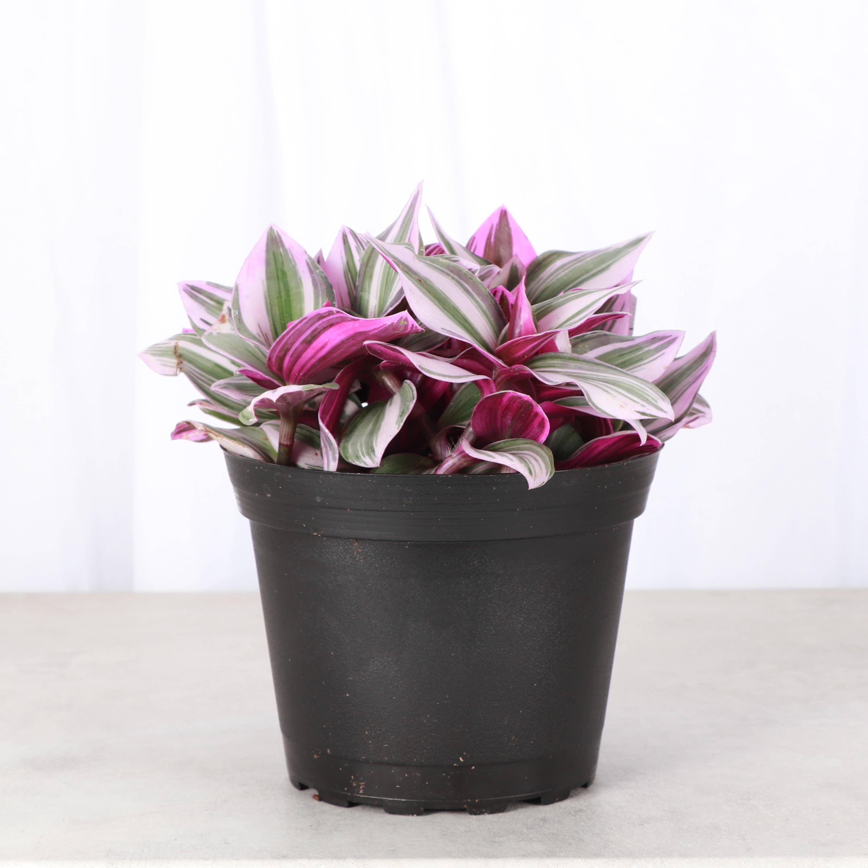 Thorsen's Greenhouse - Wholesale Live Plant - Tradescantia Nanouk - Live Plant1