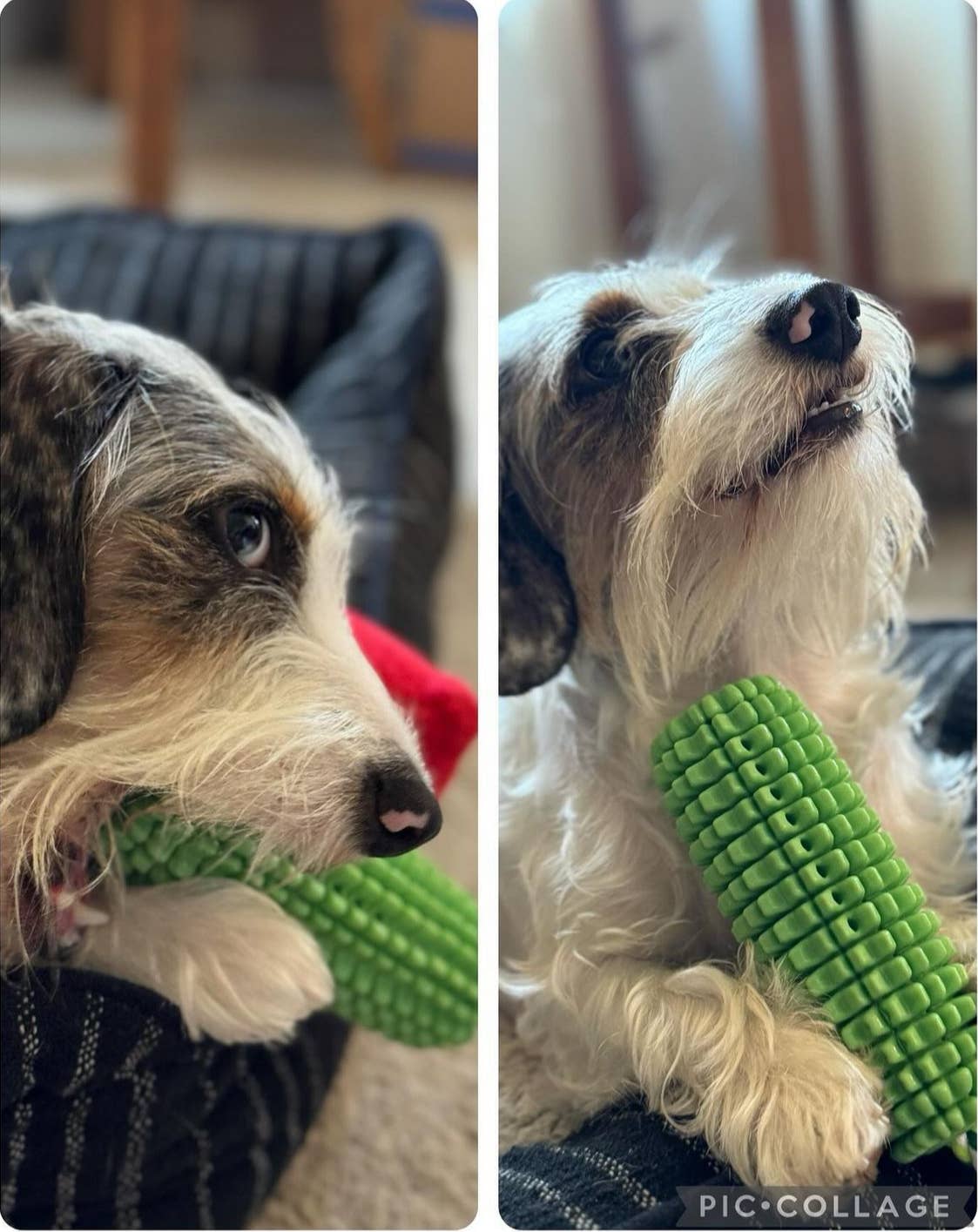 Green Waves Co. - Wholesale Pet Chew Toy - Dog - Corn-Shaped Dental Chew Toy10