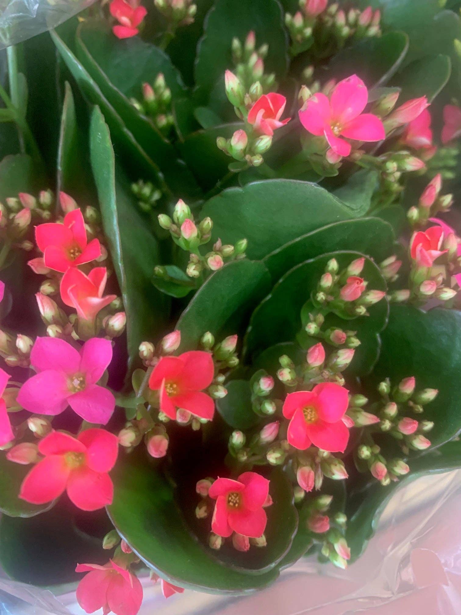 UniqueMartandHome - Wholesale Live Plant - Rooted Red Kalanchoe Holiday Gift Plants in pot balcony yard or outdoor2