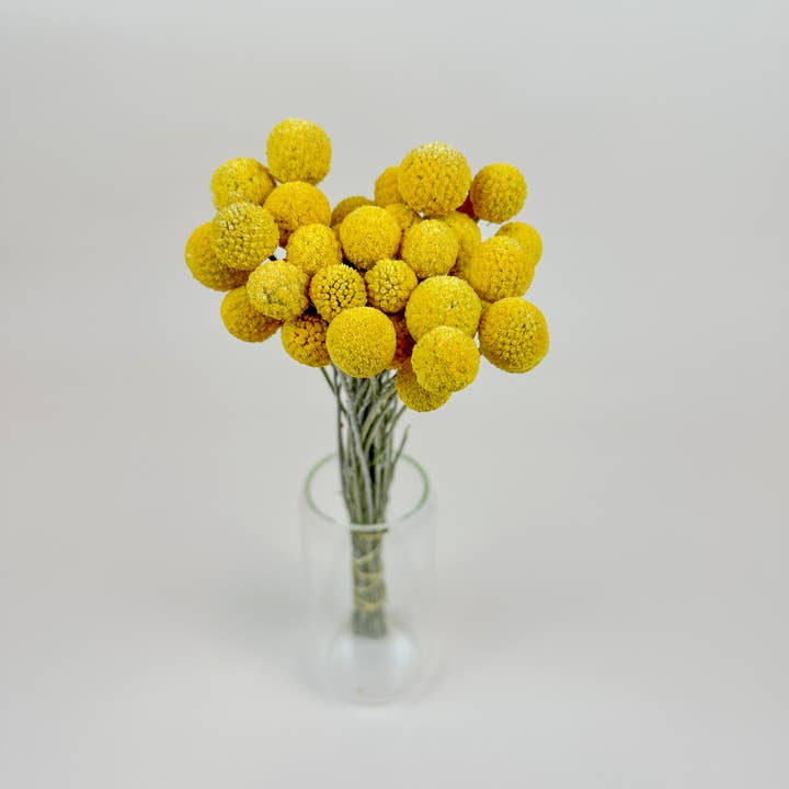 Craspedia (Drumstick Flower) – Naturally Air-Dried and other Purchase Wholesale claudia's flowers. Free Returns & Net 60 Terms on Faire trending on Faire.