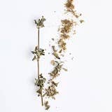 La Boîte - Venta al por mayor Especias secas - Hojas de Za'atar: orégano silvestre, tomillo y especias saladas1