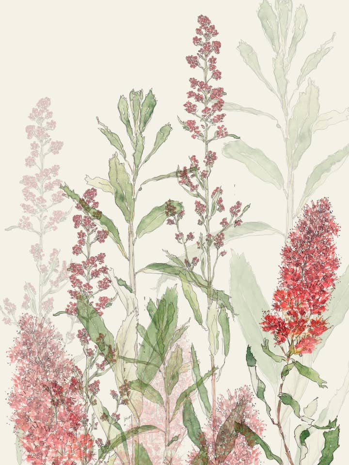 'Wild Spirea' greeting card for wholesale by Leafy Lexicon