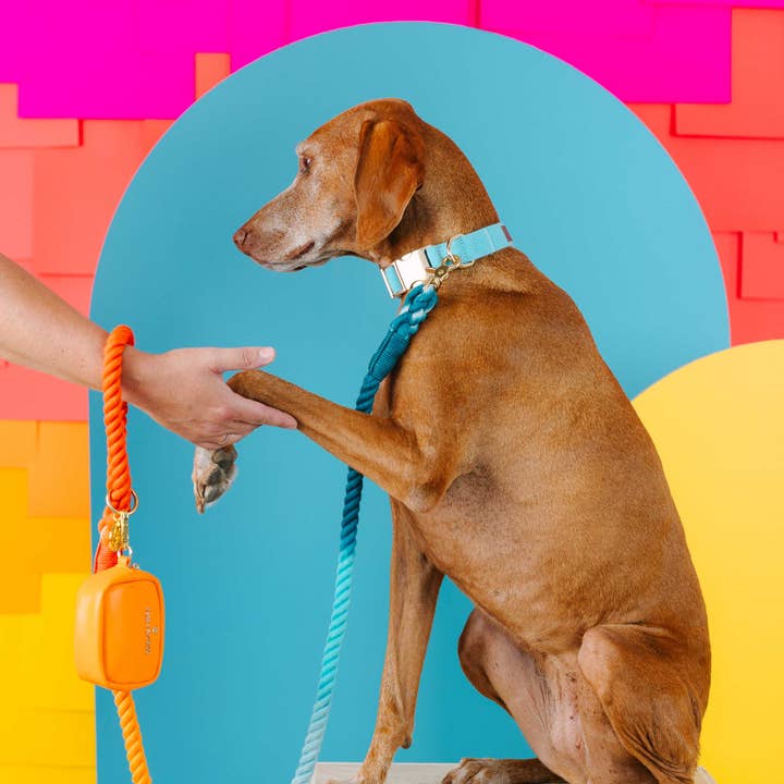 Pink Papyrus | Premium, Durable, & Stylish Dog Products - Vendita all'ingrosso Collare - Cani - Collare per cani Perry | Collare per cani blu | Collare per cani6