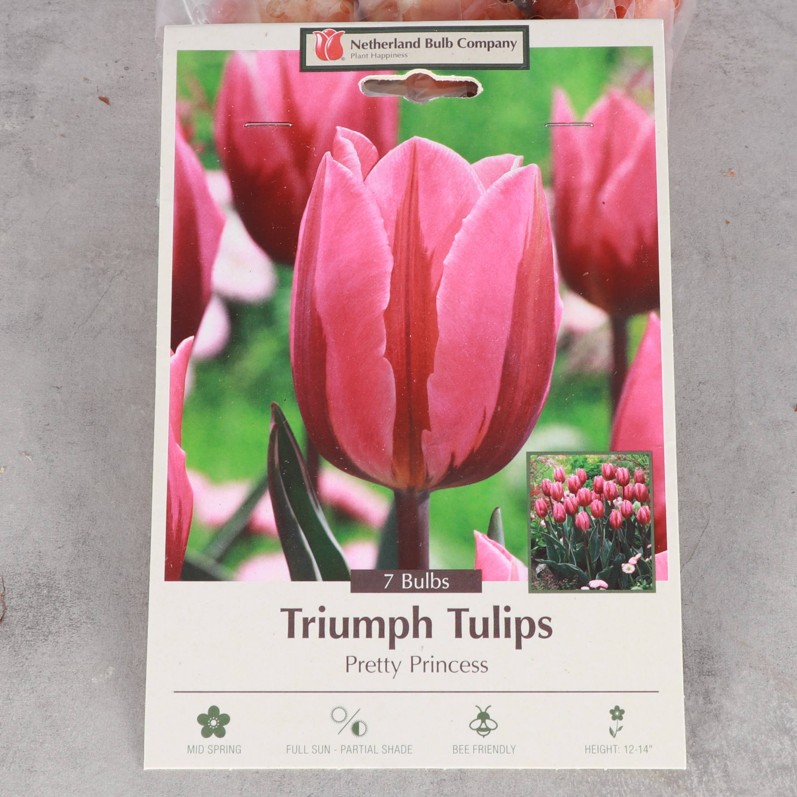 Thorsen's Greenhouse - Vente Plante - Bulbes de tulipes - Plusieurs variétés - Plantes vivaces4