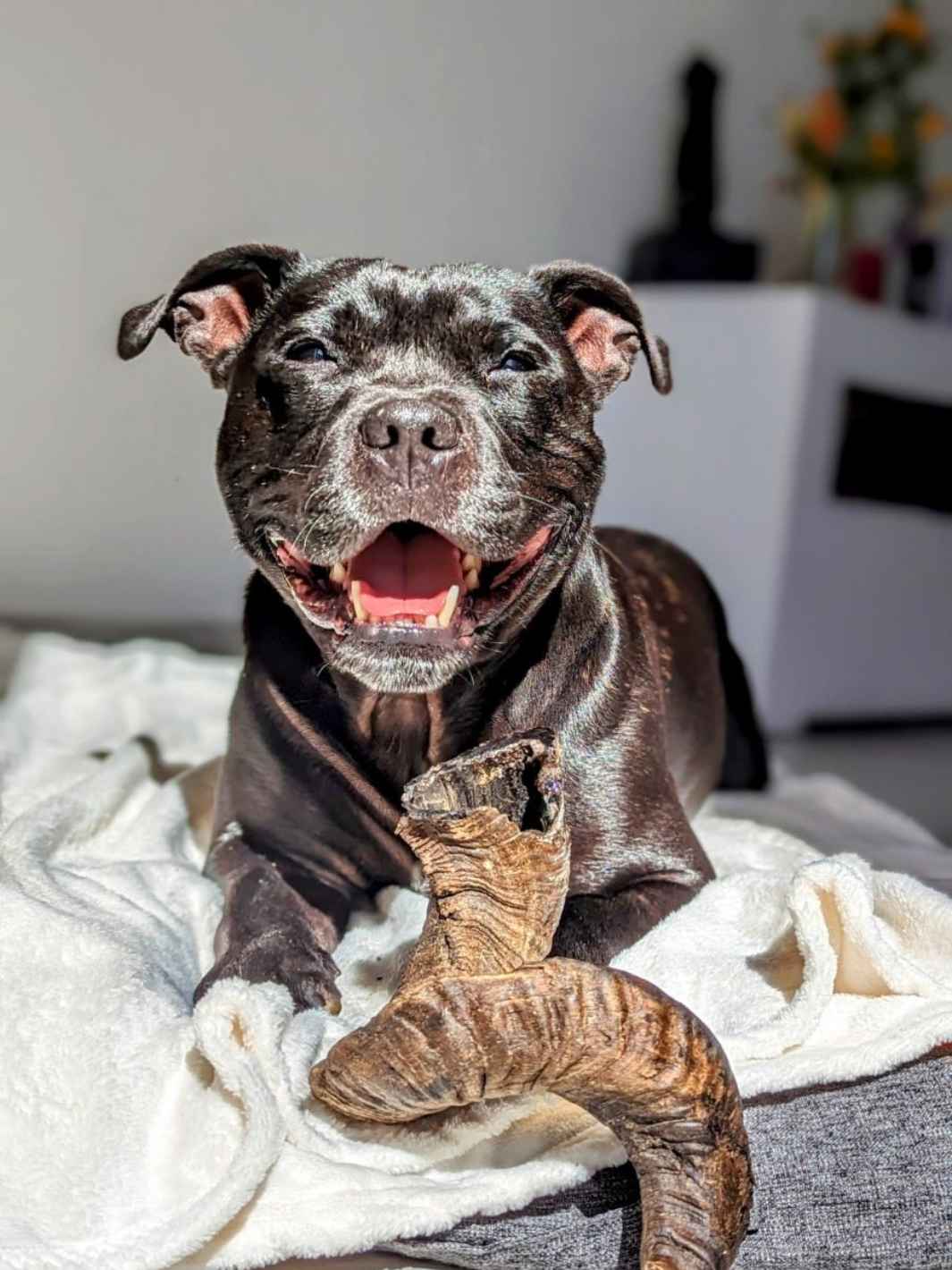 Truffe Délice - Wholesale Pet Chew Toy - Dog - Sheep horn4