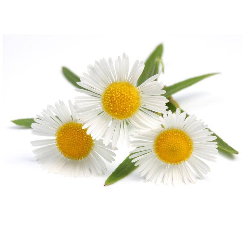 Bentley Seed Co. - Wholesale Plant Seeds - Chamomile Seed Packets3