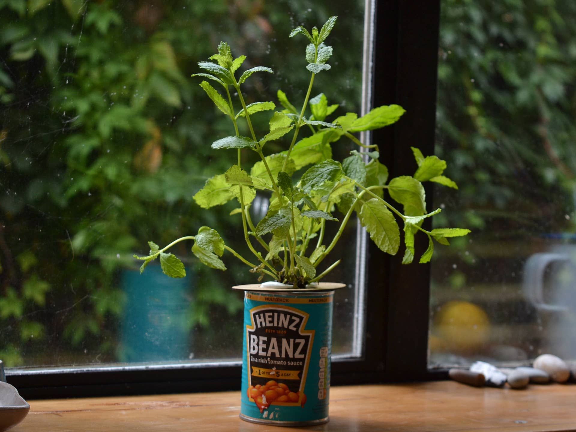 Shroot: Kabloom Seedboms - Wholesale Plant Seeds - Bottle Farm Mini Kit - Indoor Hydroponic Herb Basil Grow Kit11