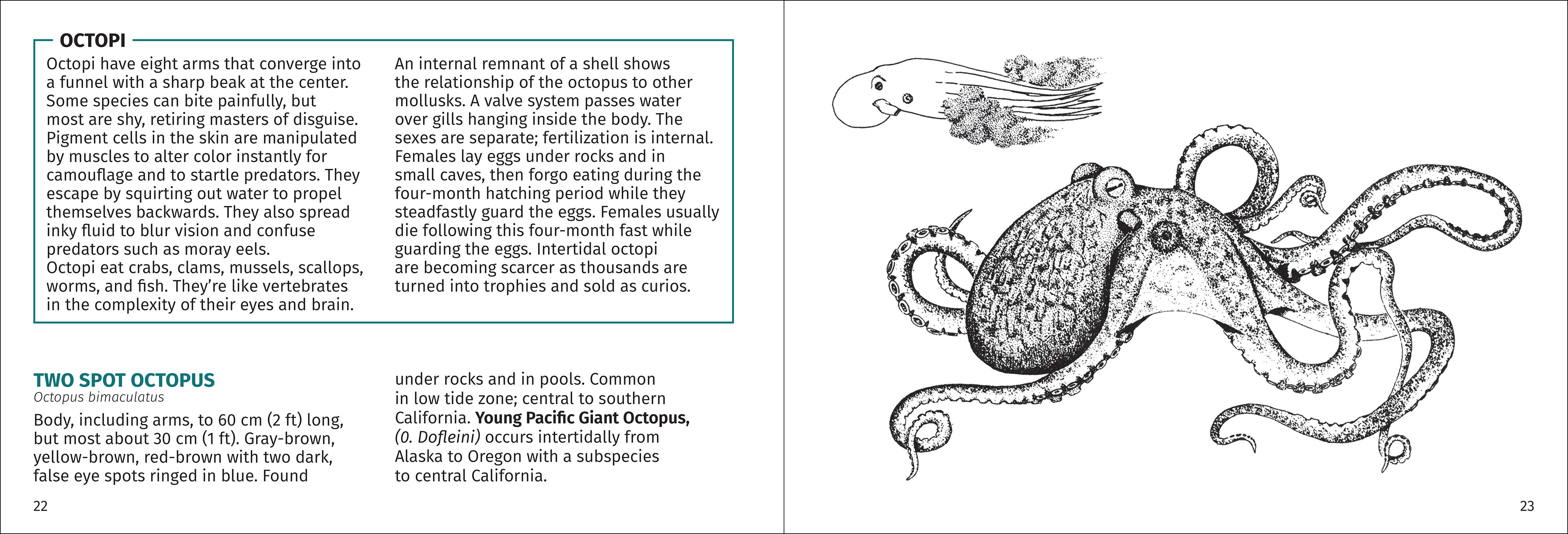 AdventureKEEN - Wholesale Nature & Outdoors Book - Pacific Intertidal Life 2nd Edition7