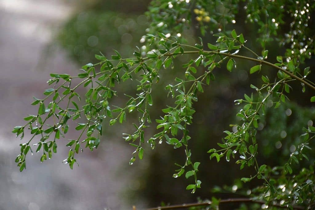 Bhava Wellness - Venta al por mayor Sirope - Tintura de hierbas para aliviar las alergias 3