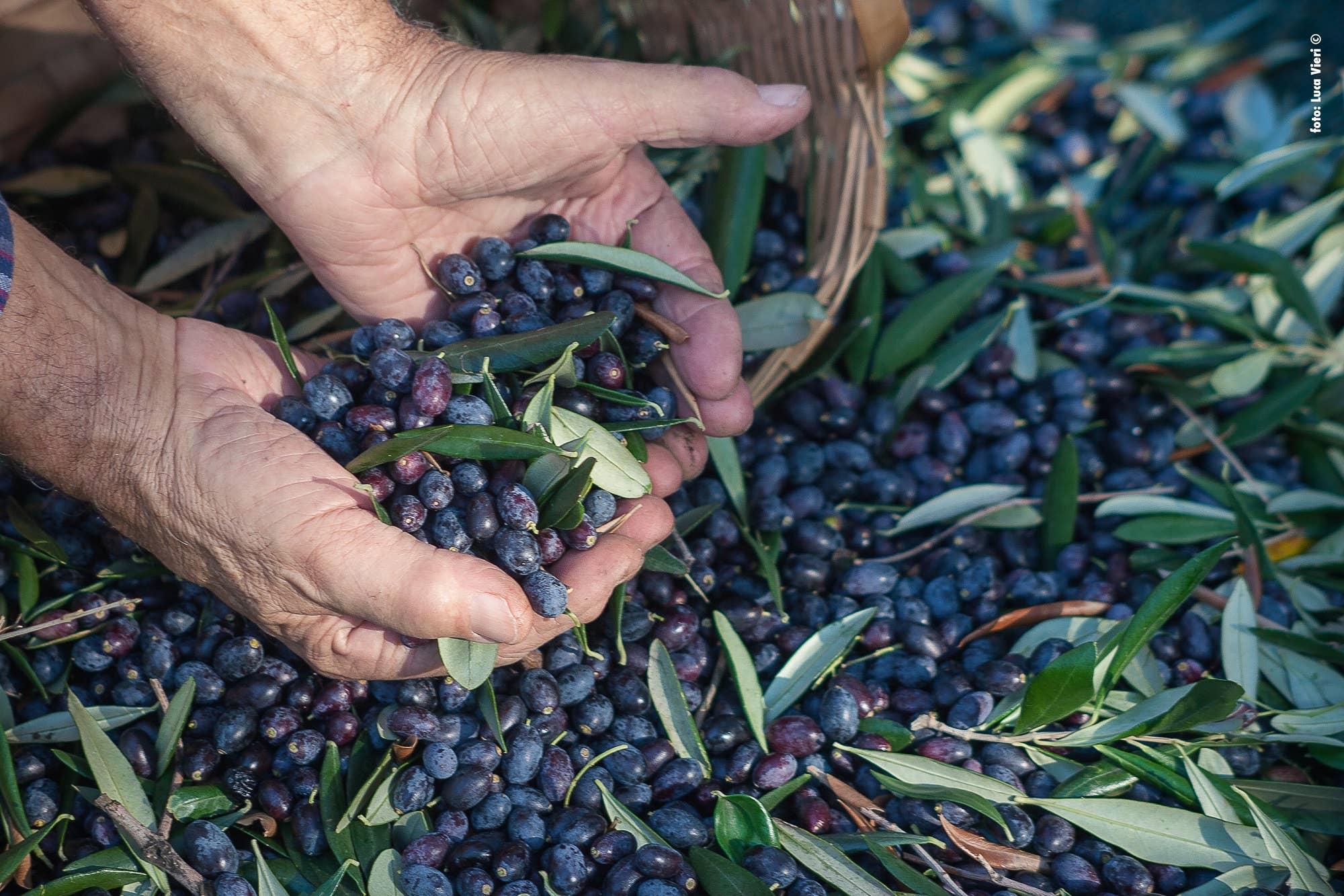 Kalypso-Natural products - Wholesale Olives - Authentic Black Salty Olives from Lesvos Island-Greece2