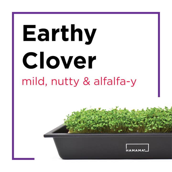 Hamama - Wholesale Plant Seeds - Seed Quilts2