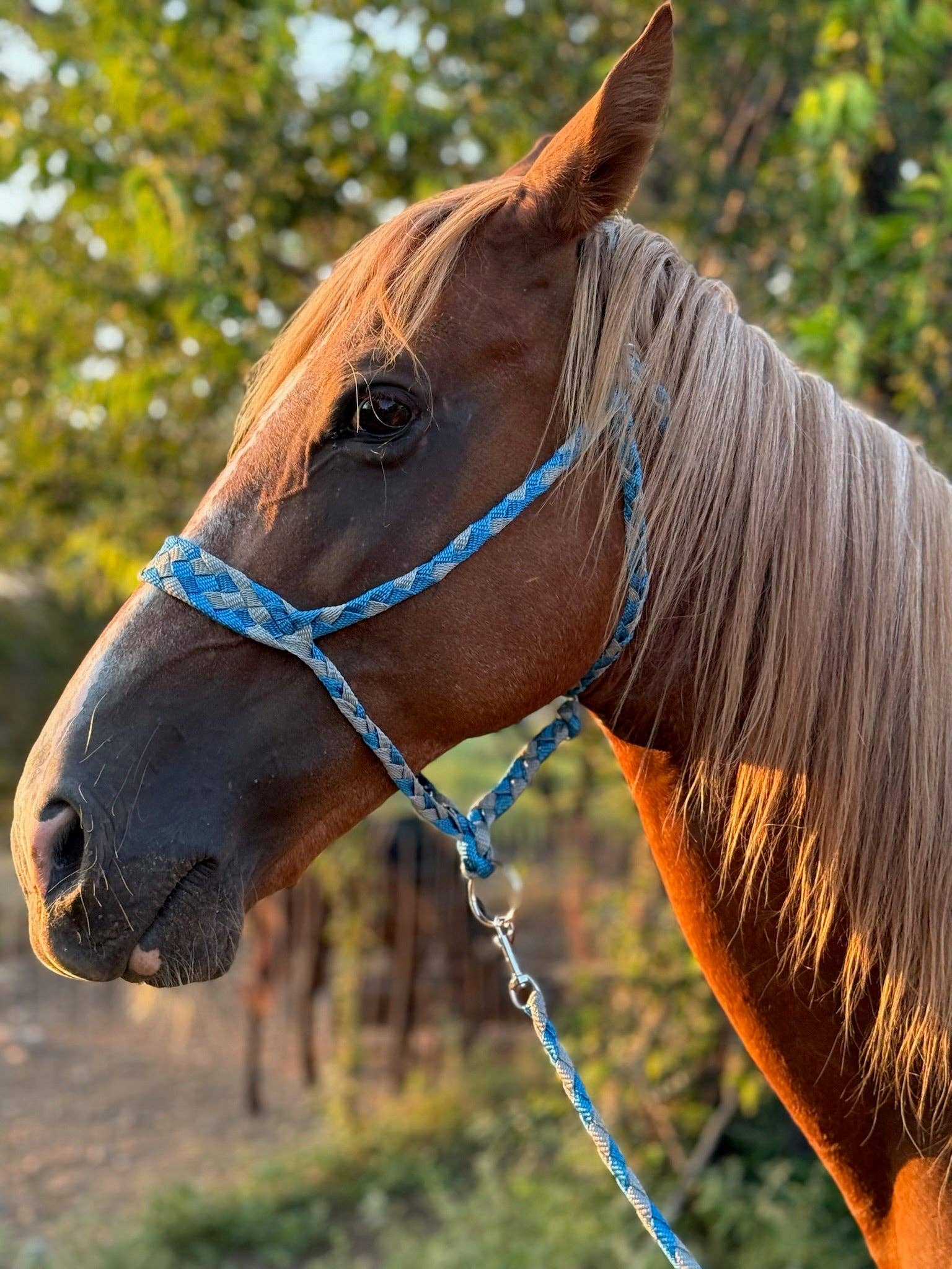 Wilder Trading Company – wholesale Horseback riding gear – Custom Halter & Lead Rope2