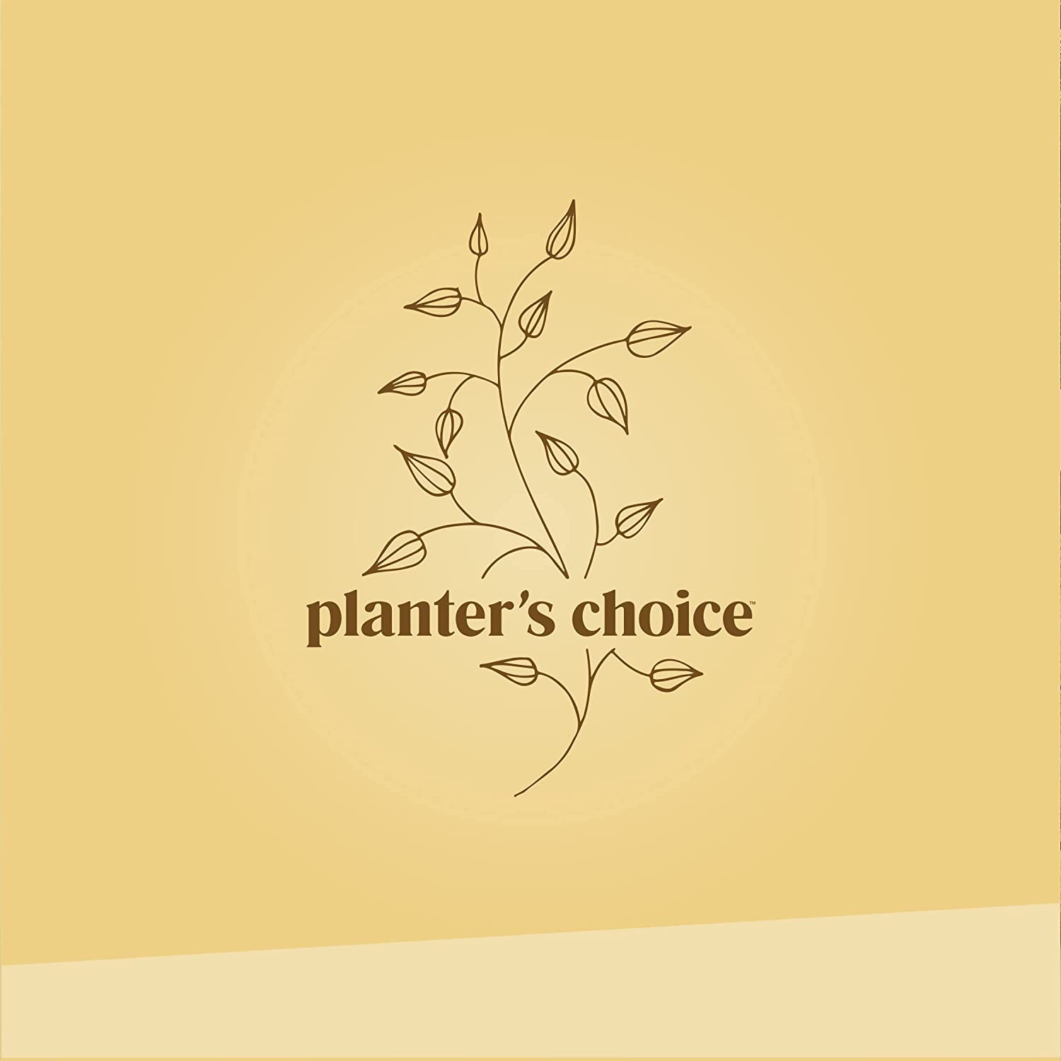 Planter's Choice - Wholesale DIY Craft Kit - Bonsai Starter Kit7