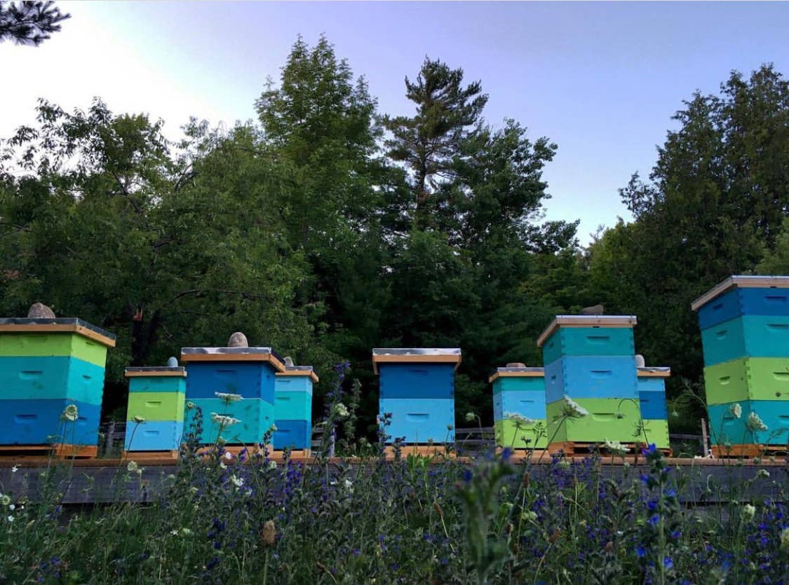 Heritage Bee Co. - Wholesale Honey - Lavender Creamed Honey - 300 g (10.6 oz)8