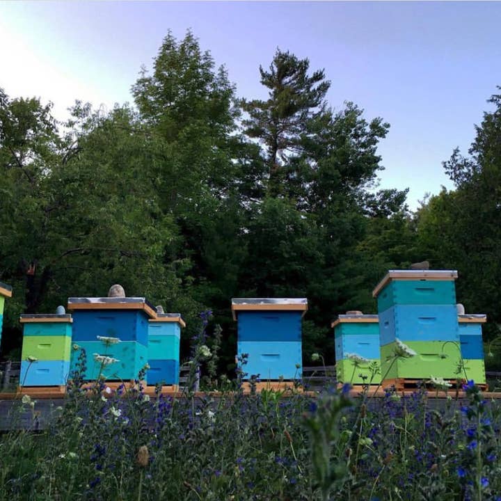 Heritage Bee Co. - Wholesale Honey - Lavender Creamed Honey - 300 g (10.6 oz)8