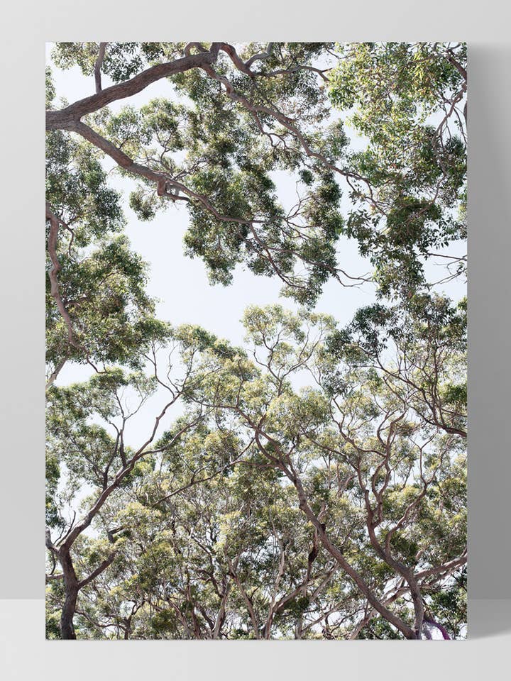 Gum Trees & Sky Wall Art. Australian Eucalyptus Poster for wholesale by PRINT AND PROPER
