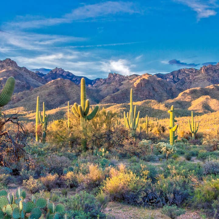 The Jonsteen Company - Wholesale Plant Seeds - Saguaro Cactus | Seed Grow Kit15