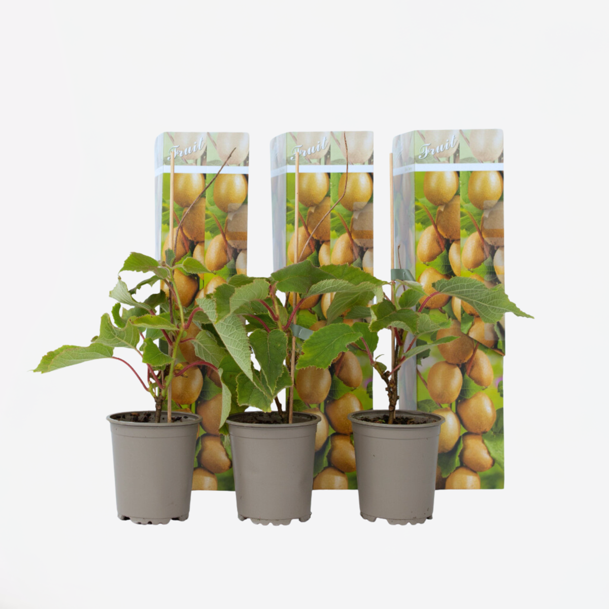 Oasis of Life - Wholesale Echte plant - Kiwi plant – 3 planten – Actinidia deliciosa 'Jenny' – Hoogte 20–40cm – Ø9cm – Zelfbestuivende kiwi-plant – Winterhard & productief – Met geurige bloemen & zoete vruchten0