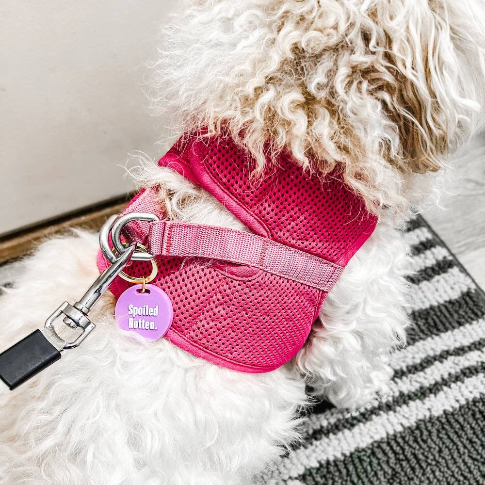 Pretty Simple - Wholesale Pet Identification Tag - Cat/Dog - Gus & Co - Dog Tag and Keychain Set Wholesale12