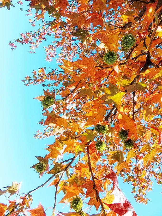 The Rike - Wholesale Plant Seeds -  American Sweetgum Tree Seeds for planting 4 pack x 40 Seeds7