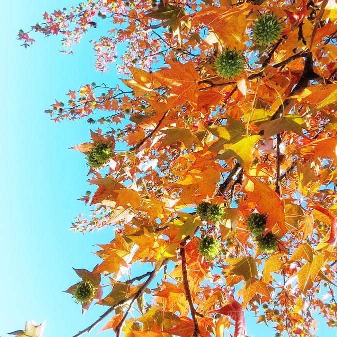 The Rike - Wholesale Plant Seeds - American Sweetgum Tree Seeds for planting 4 pack x 40 Seeds7