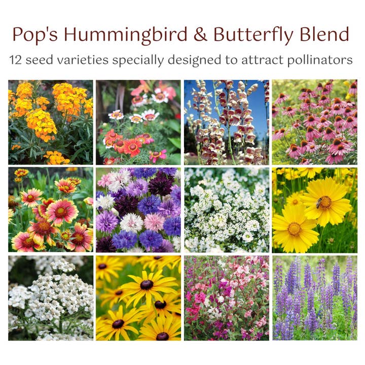 Pop's Birding - Wholesale Plant Seeds - Hummingbird & Butterfly Pollinator Wildflower Seed Mix