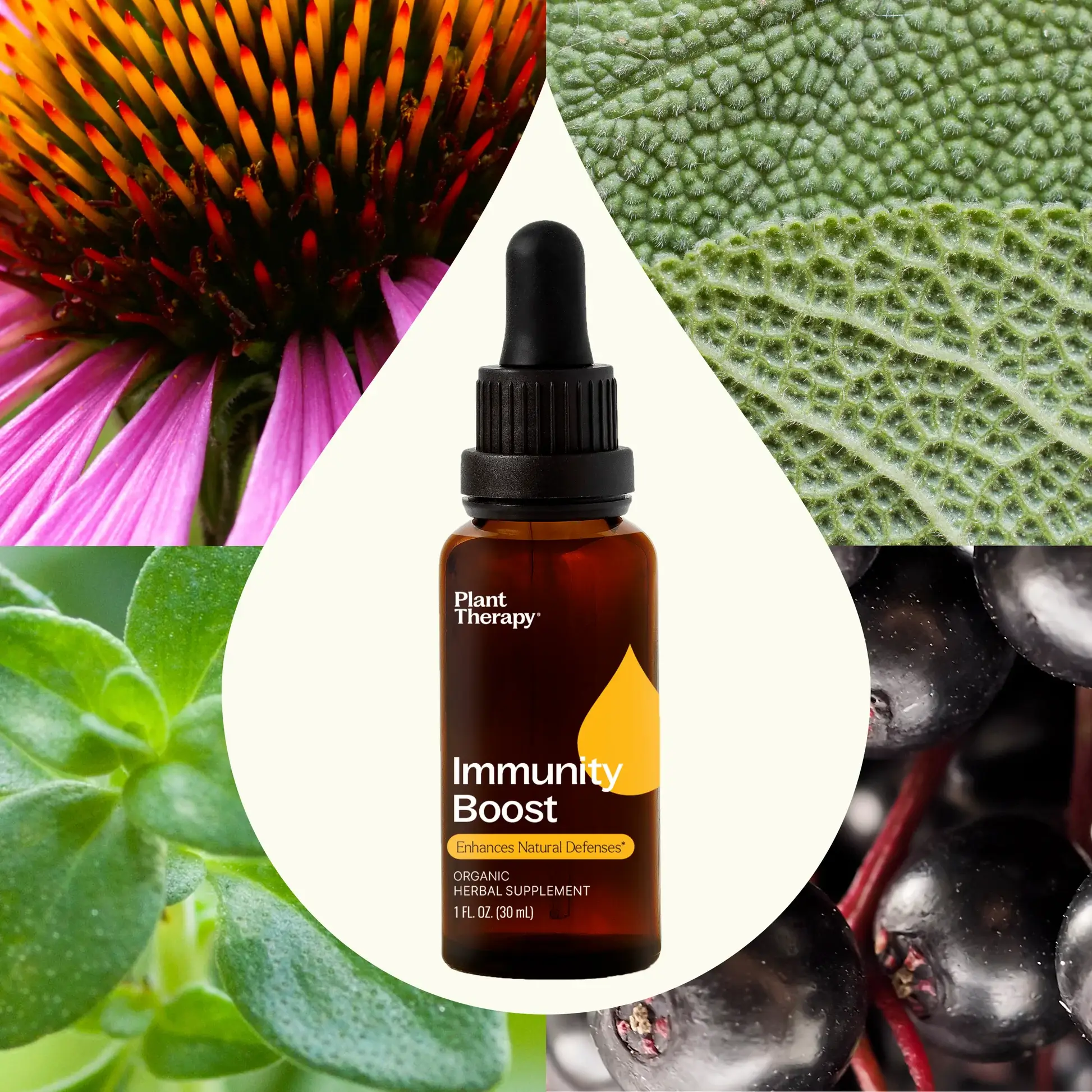 Plant Therapy – wholesale Tinktur – Ekologisk Immunförsvarsförstärkande Tinktur 30 ml3