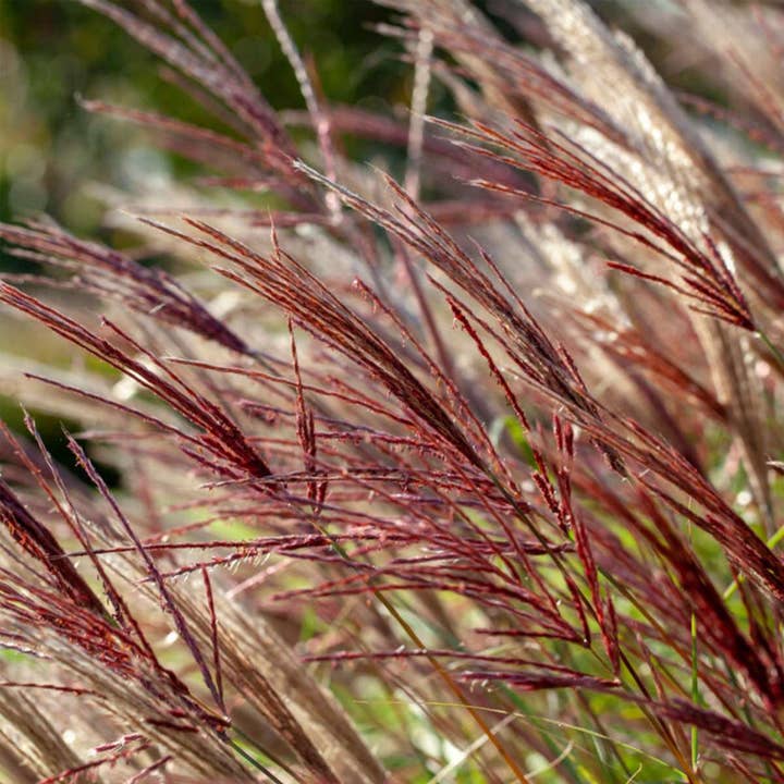 Oasis of Life - Wholesale Live Plant - Chinese silver grass "Red Chief" – Miscanthus Sinensis – Ornamental grass with red flower spikes – Height 40–60cm – Ø23cm – Hardy, easy to care for & non-toxic – Ideal for garden & containers4