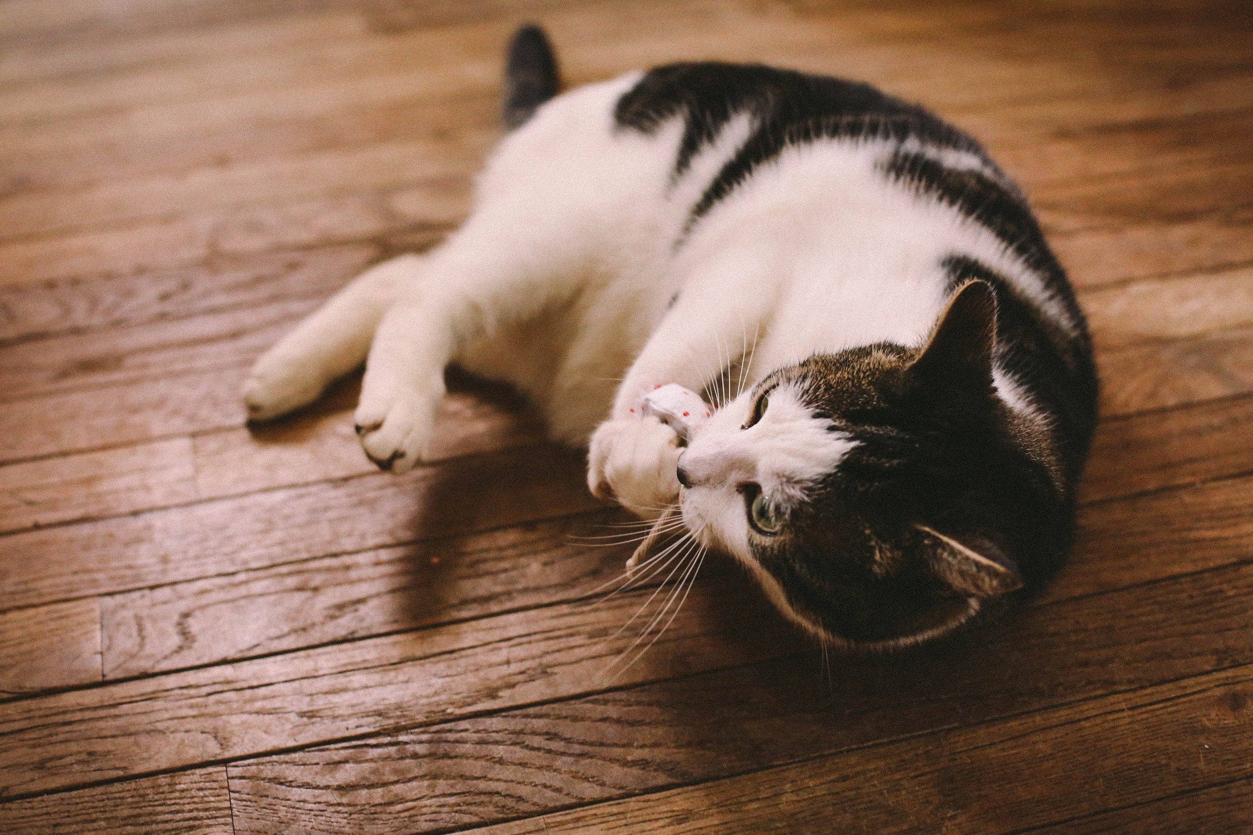 Napiers – Engroshandel Legetøj - Kat – Napiers Organisk Catnip Mouse1