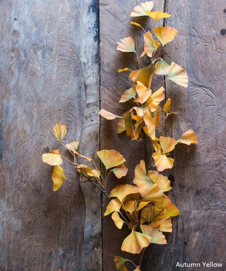 Rustic Reach - Vente Plantes artificielles - Tige de feuille de ginkgo artificielle jaune de 37 pouces de haut1