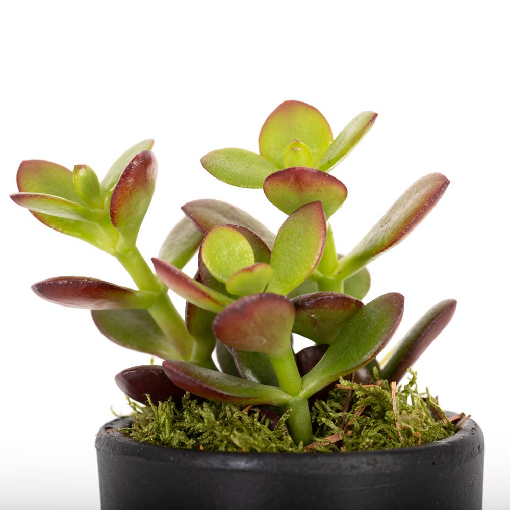 The Little Botanical – wholesale Succulent – Crassula14