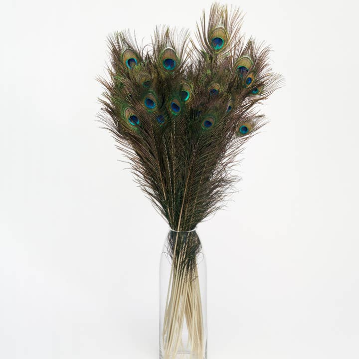 GeoCentral - Wholesale Feathers - Peacock Feathers