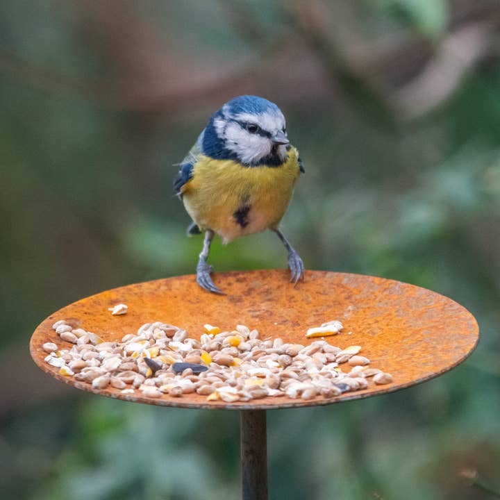 Savage Works – wholesale Bird feeder – Bird Feeder Platform