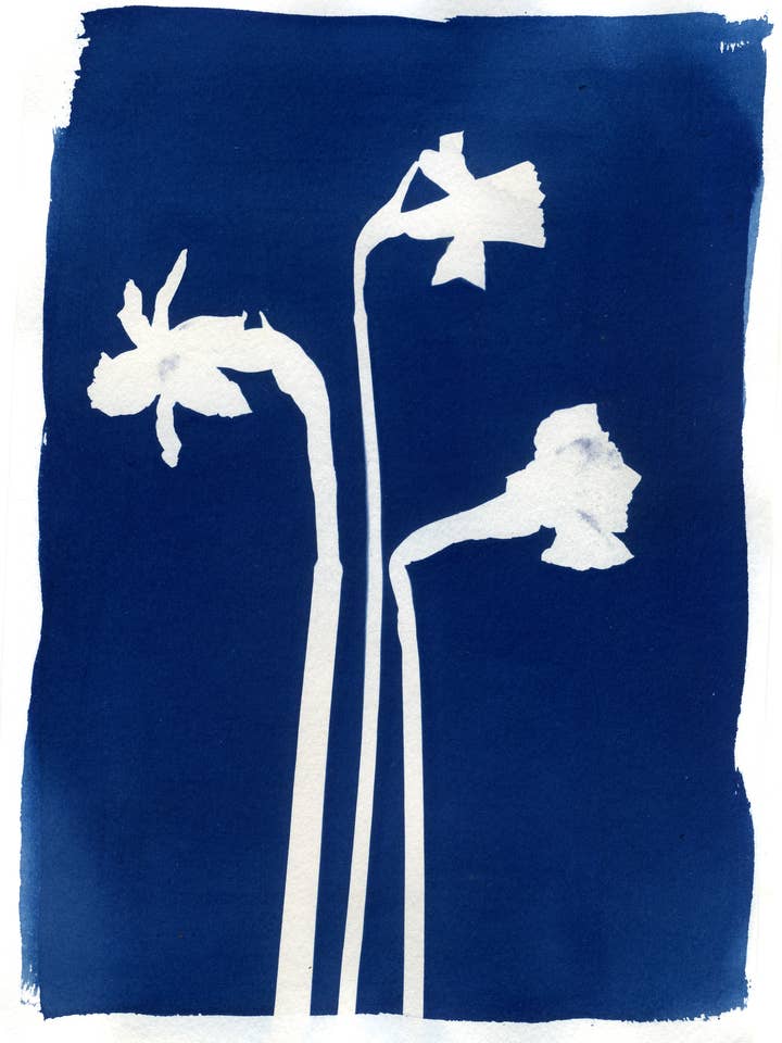 'Mini Daffodils' Botanical Blue Fine Art Giclee Print A4 voor wholesale door Made By McDuff