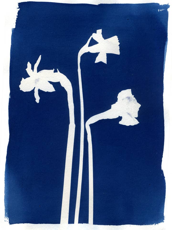'Mini Daffodils' Botanical Blue Fine Art Giclee Print A4 for wholesale by Made By McDuff