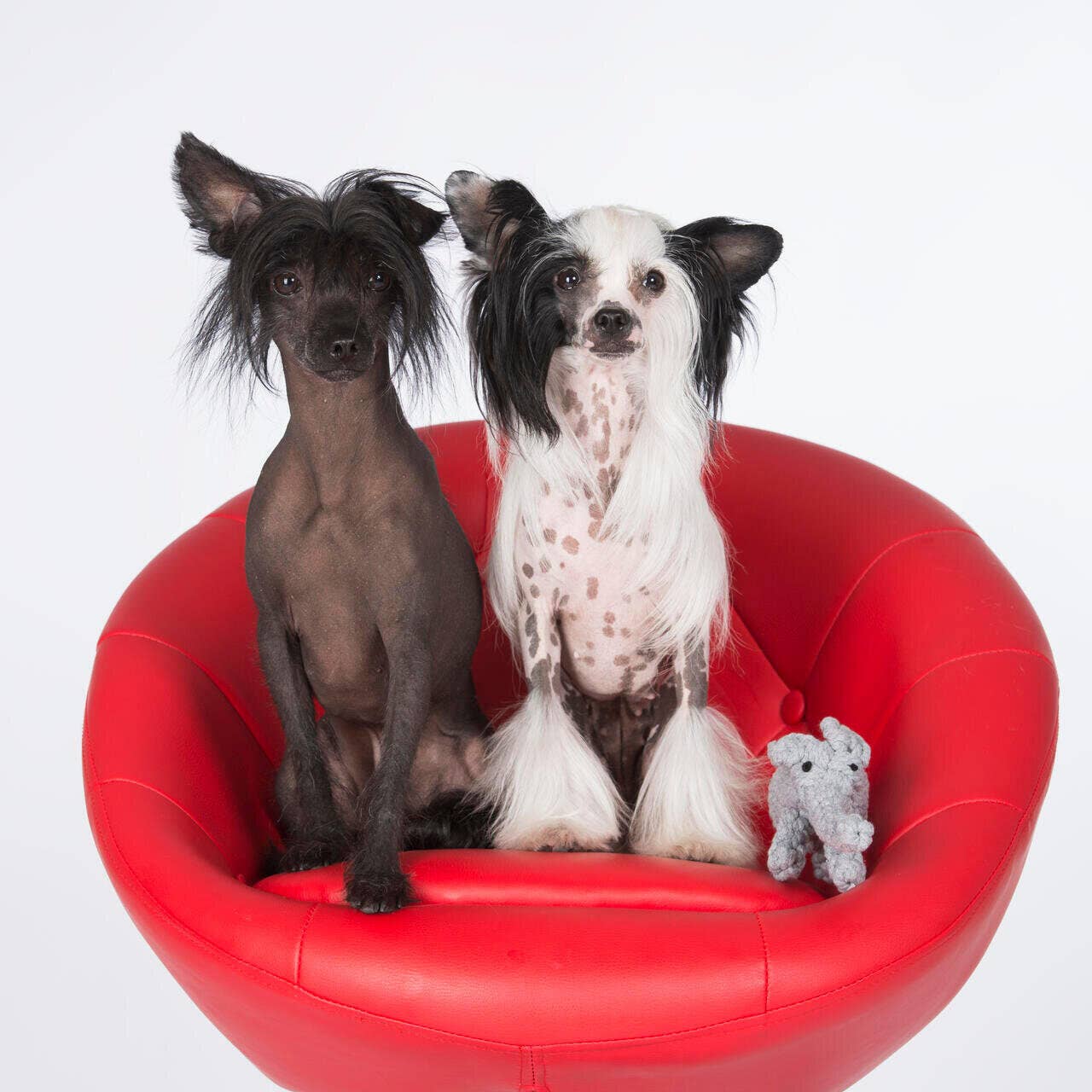 LABONI - Volentis GmbH - Wholesale Pet Chew Toy - Dog - ELTON ELEFANT JR. – The Classic with Big Play Value8