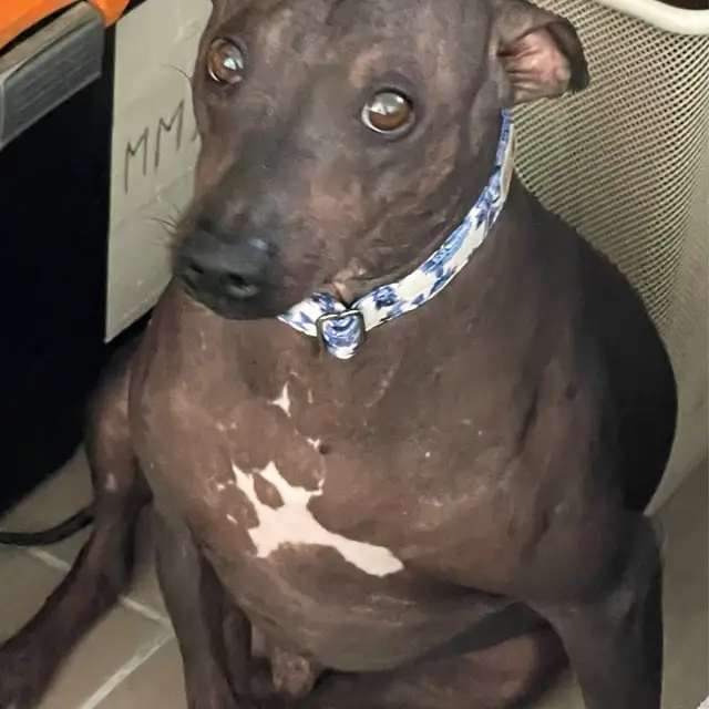 Very Vintage Designs - Vendita all'ingrosso Collare - Cani e gatti - Collare per Cane Blu Stile Vintage Floreale Royalcore Fatto a Mano USA6