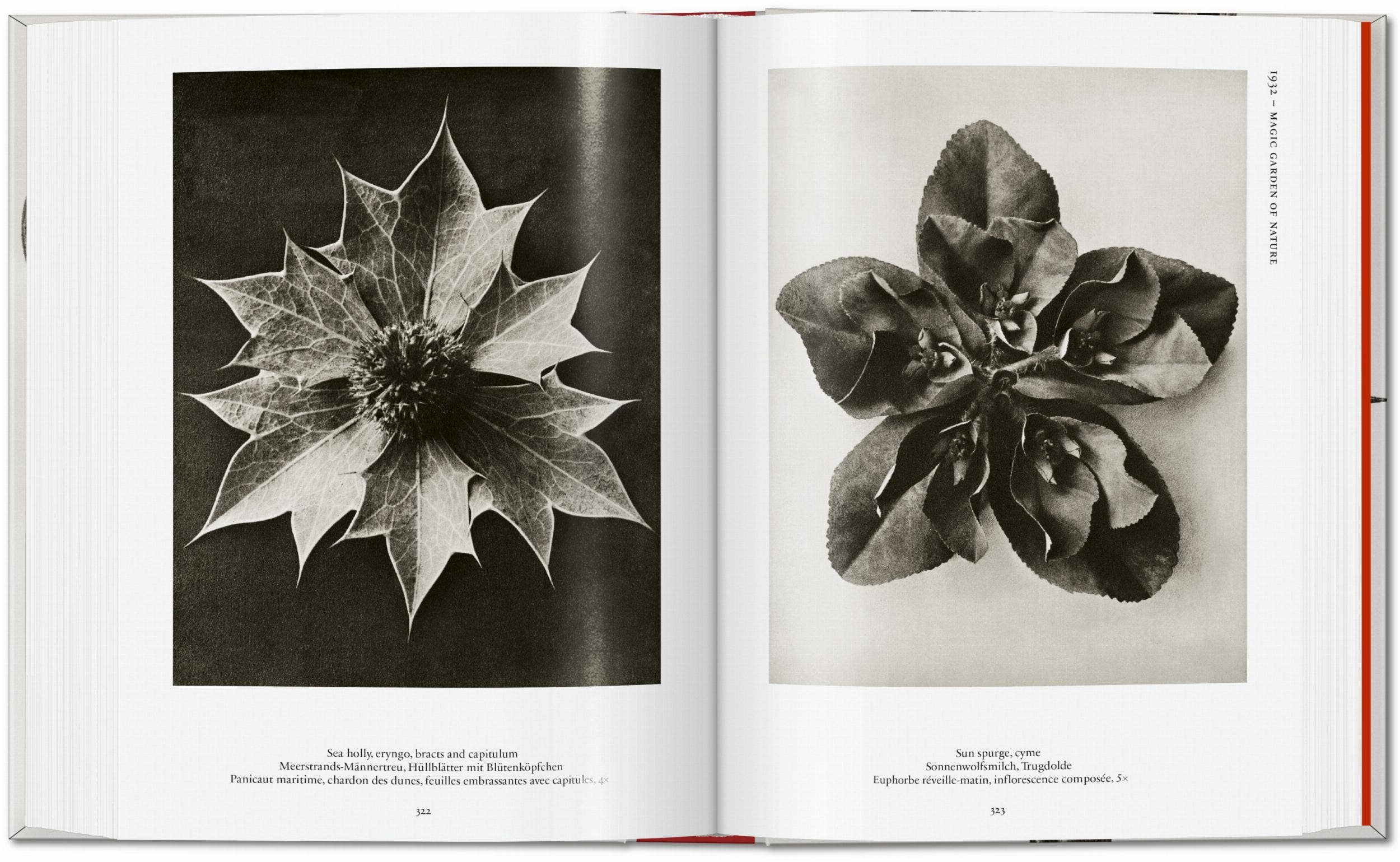 TASCHEN Europe - Wholesale Display Book - Karl Blossfeldt. The Complete Published Work. 45th Ed. (German, French, English)8