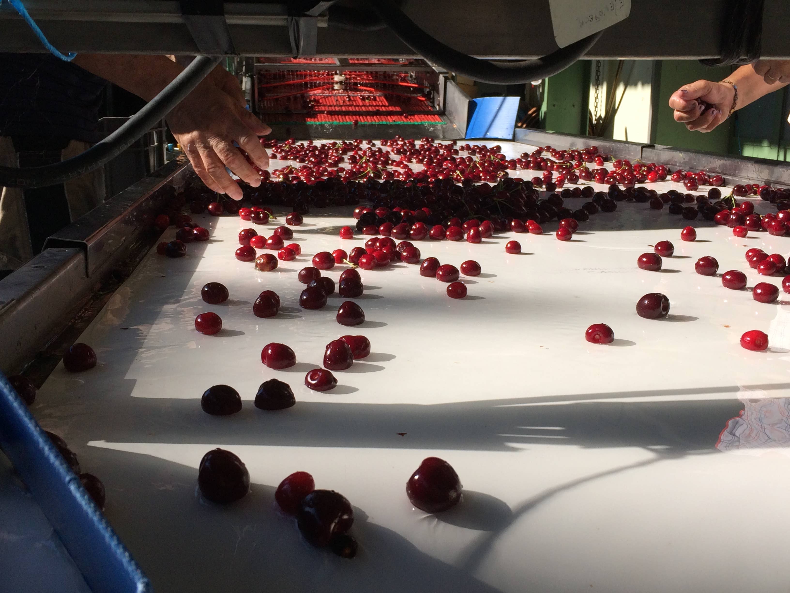 CONSERVES GUINTRAND - Wholesale Jam/Jelly - Black cherries without stones in syrup 4/44