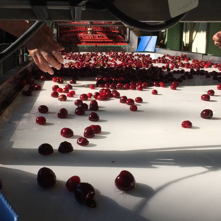 CONSERVES GUINTRAND - Wholesale Jam/Jelly - Black cherries without stones in syrup 4/44