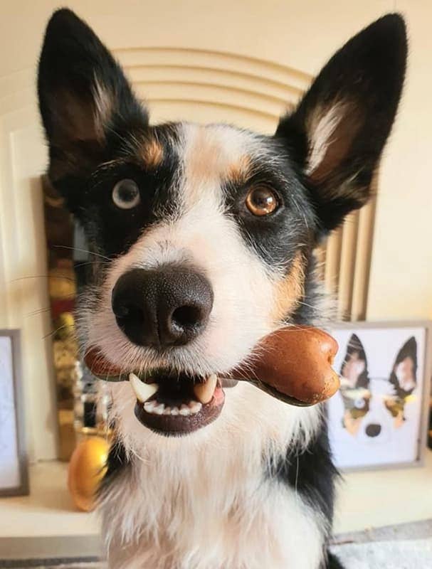 Miro & Makauri – wholesale Pet treats – Dog – Vegan Dog Chews -Maks Patch "Nutri-Bone" multi-nutritional1