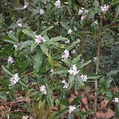 Luna-Leena  - handmade in Nepal - Wholesale Notebook - notebook A5 - heart print - red - handmade eco paper5