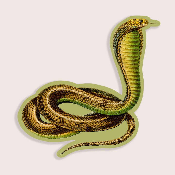 Stay Home Club – Engroshandel Klistermærke – Indbildsk Kobra - Mellemrumsfyldende Klistermærke0