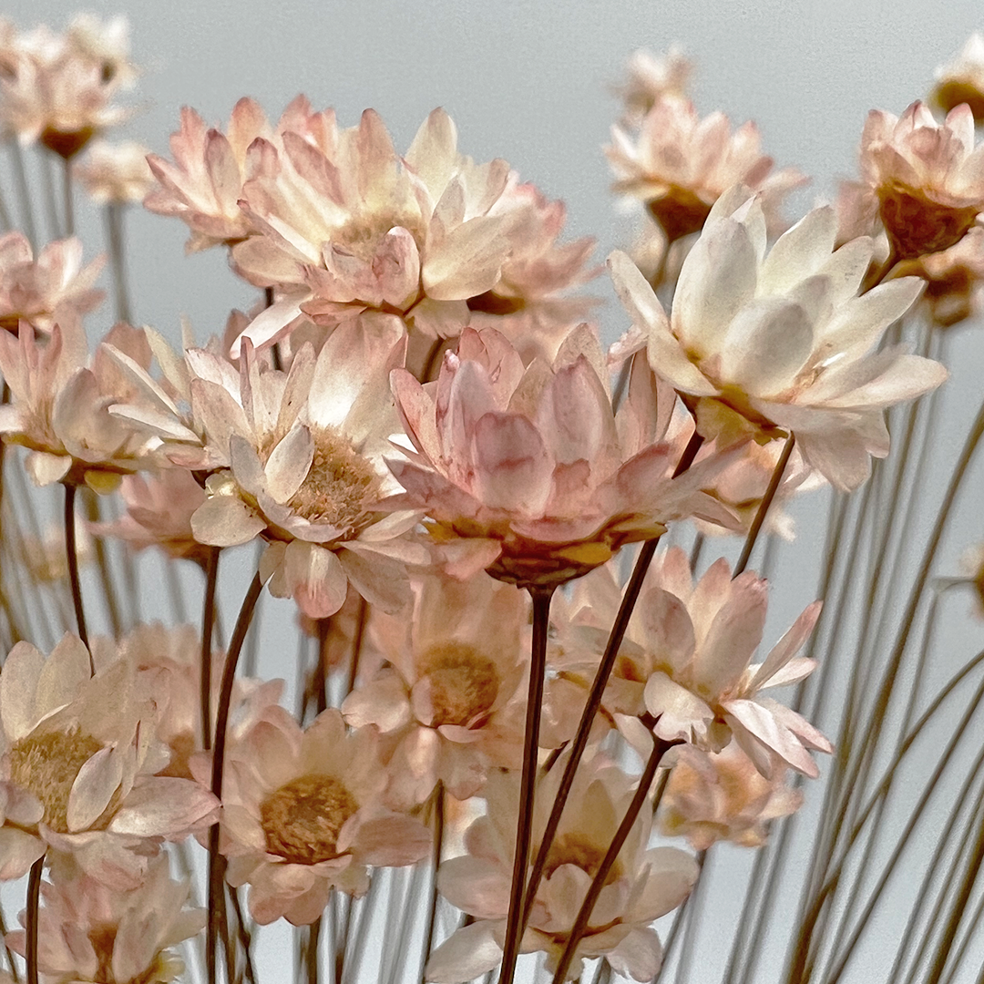 2626 Designs - Vendita all'ingrosso Fiori finti - Fiore Piccola Stella Preservato, 40-50 cm di lunghezza19