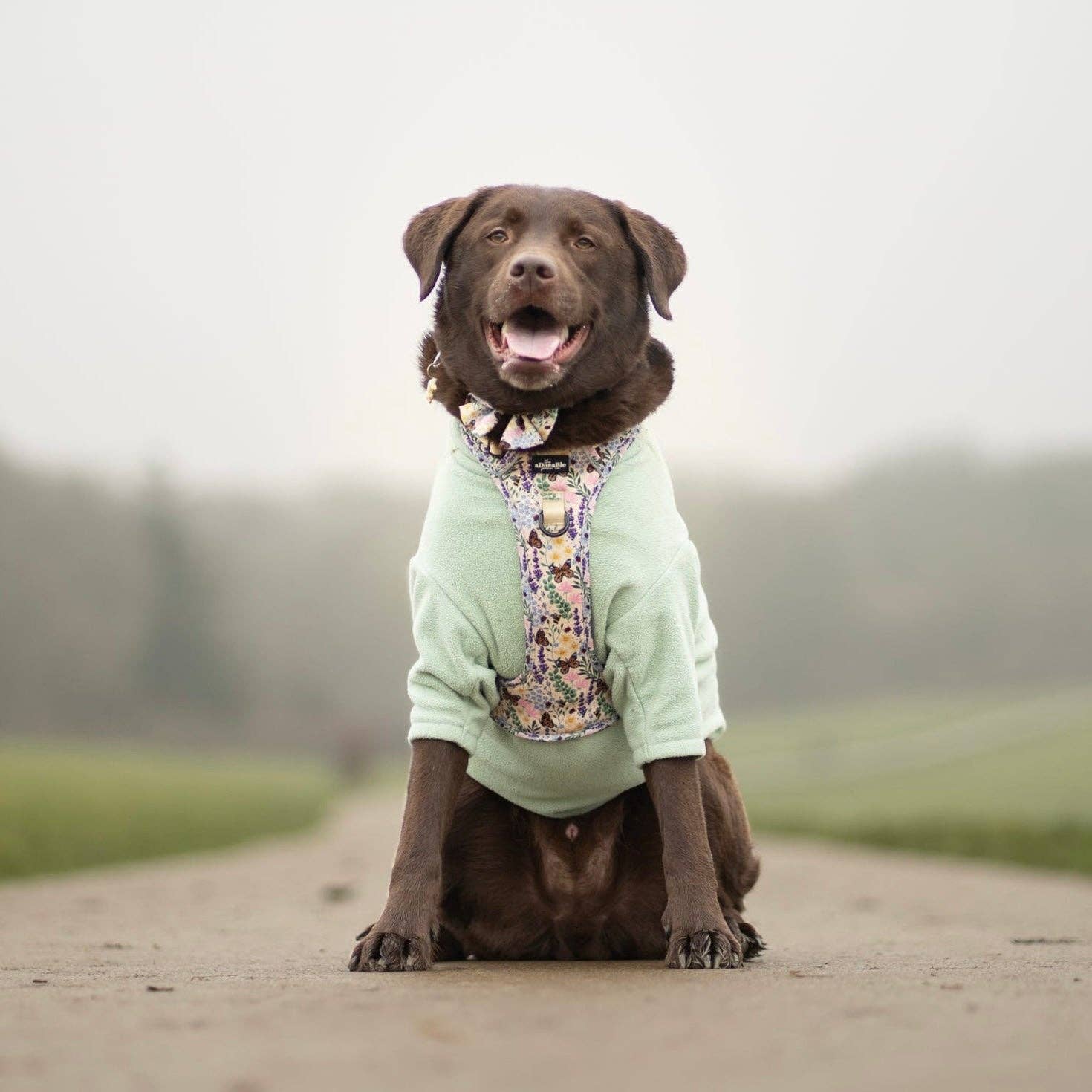 The aDoraBle Pooch Company – Arnês – Cão por atacado – Arnês Hike & Go Lite™ - Bumbles & Butterflies7