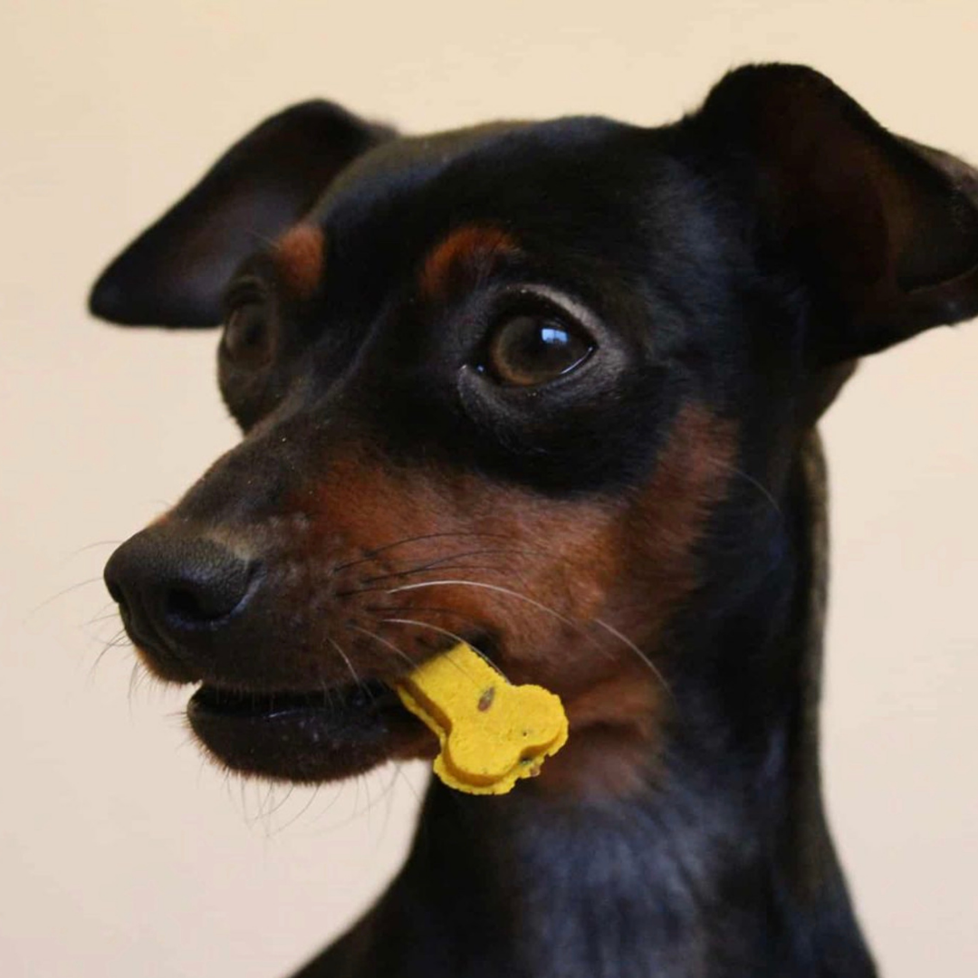 Cooka's Cookies - Wholesale Pet Treats - Dog - Sintra Bliss - Natural Dog Treats with Superfoods3